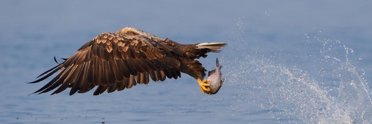 Rewilding in Poland