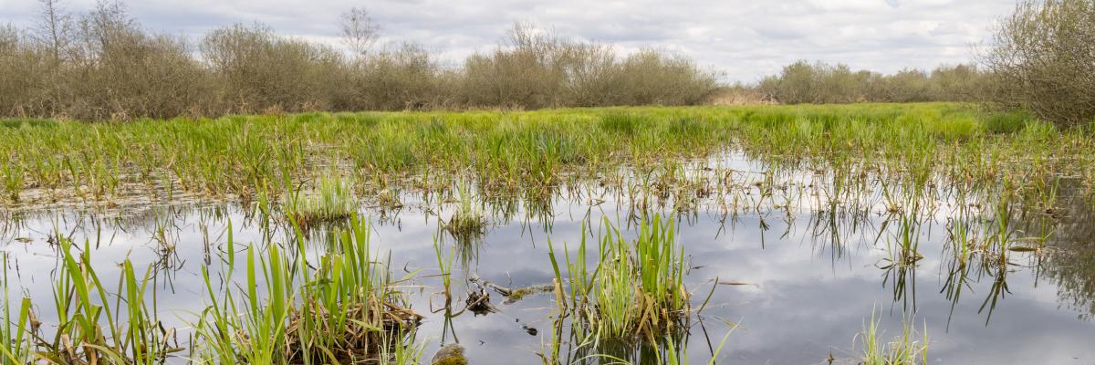 Rewilding in Poland