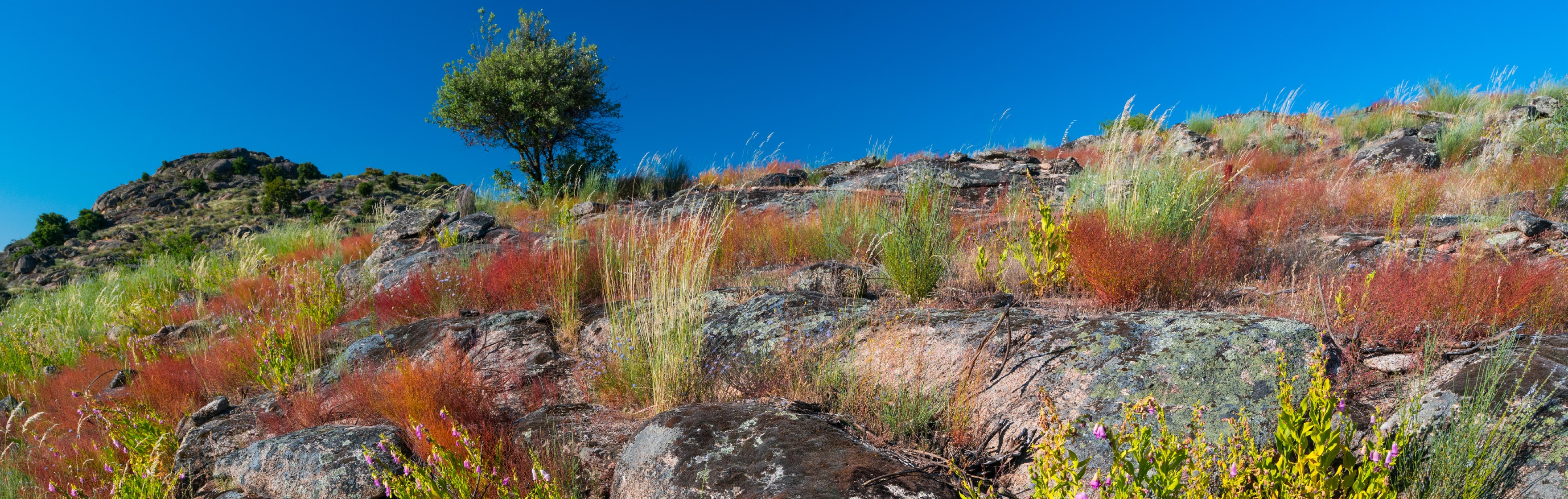 Rewilding in Portugal