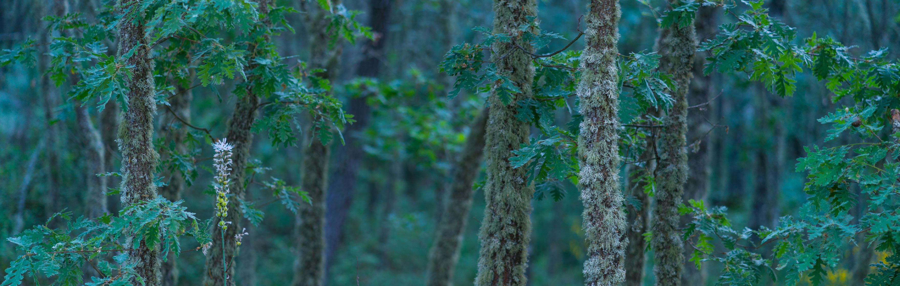 Rewilding in Portugal