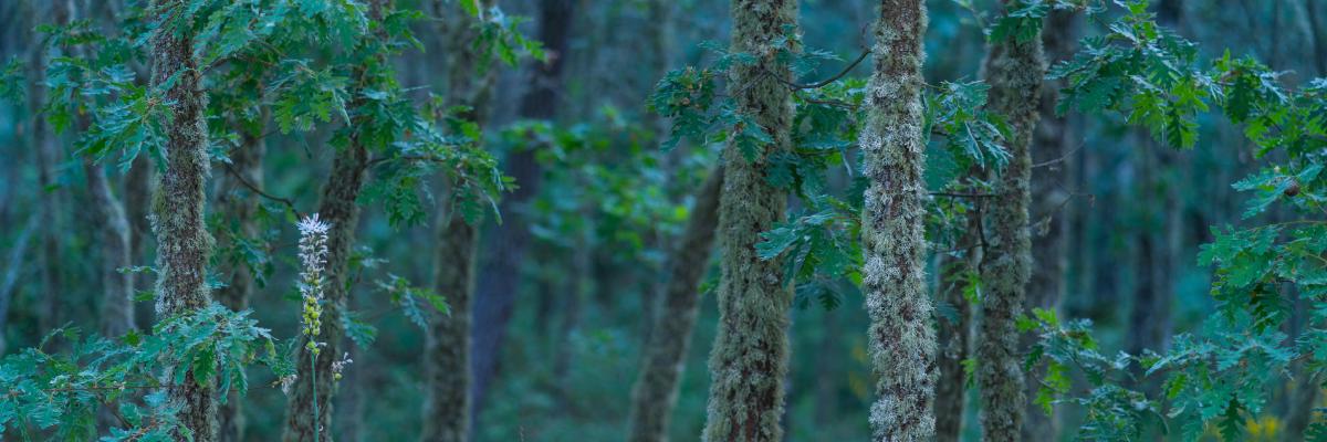 Rewilding in Portugal