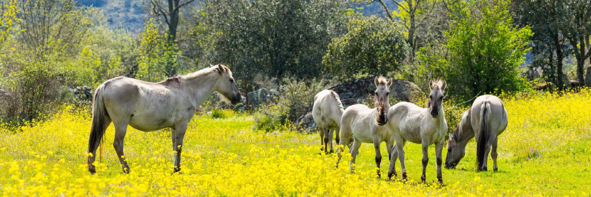 Rewilding in Portugal