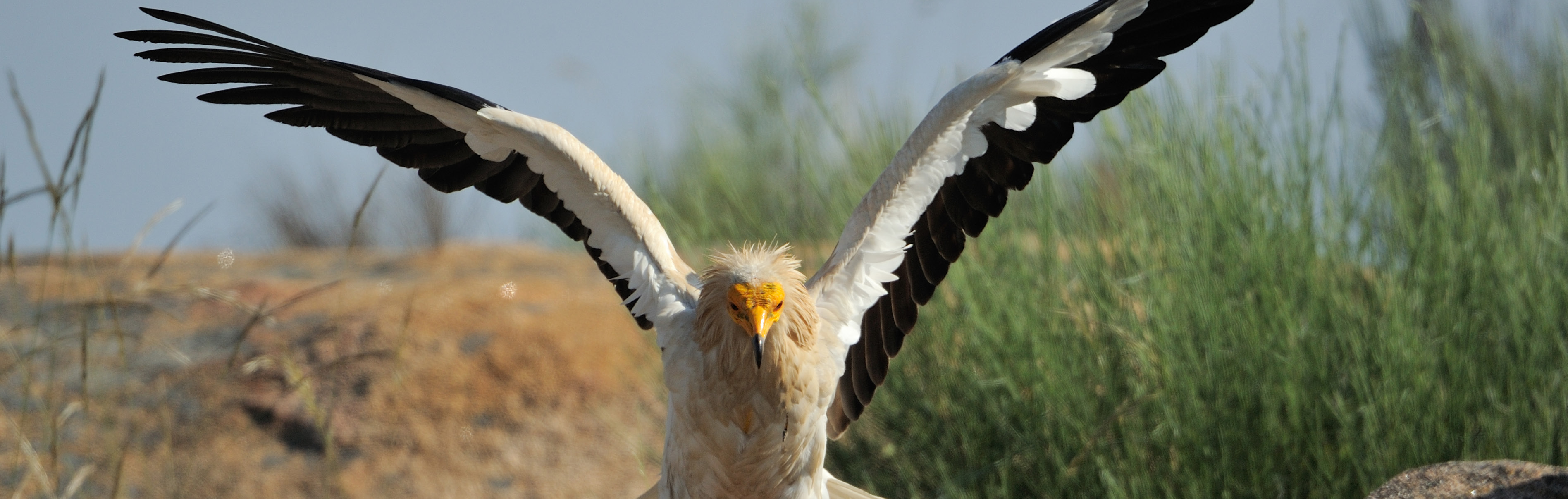 Rewilding em Portugal
