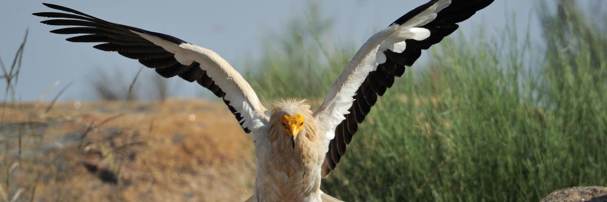 Rewilding in Portugal