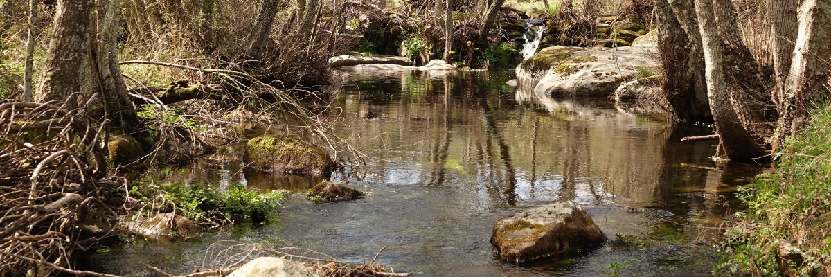 Rewilding in Portugal