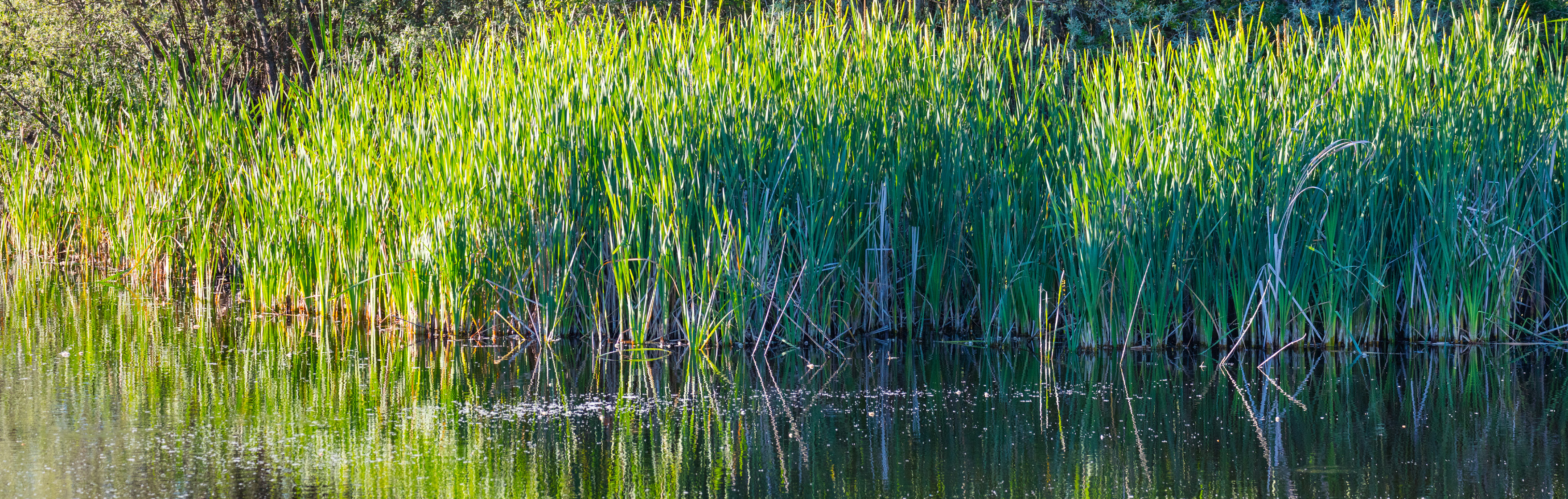 Rewilding in Portugal