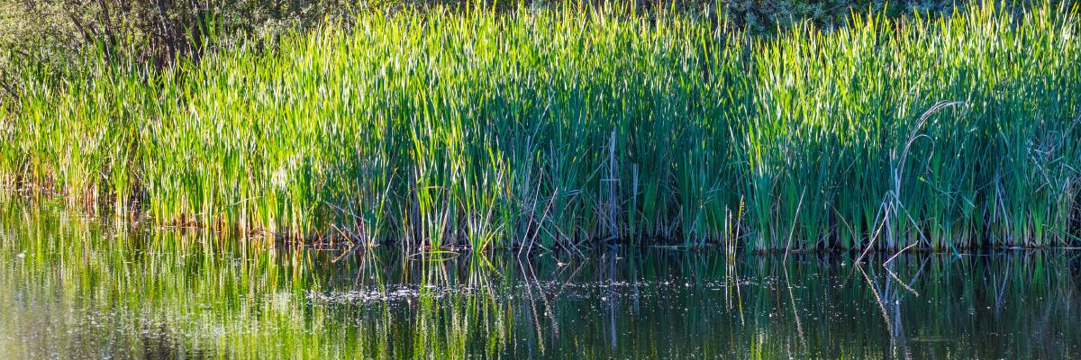 Rewilding em Portugal