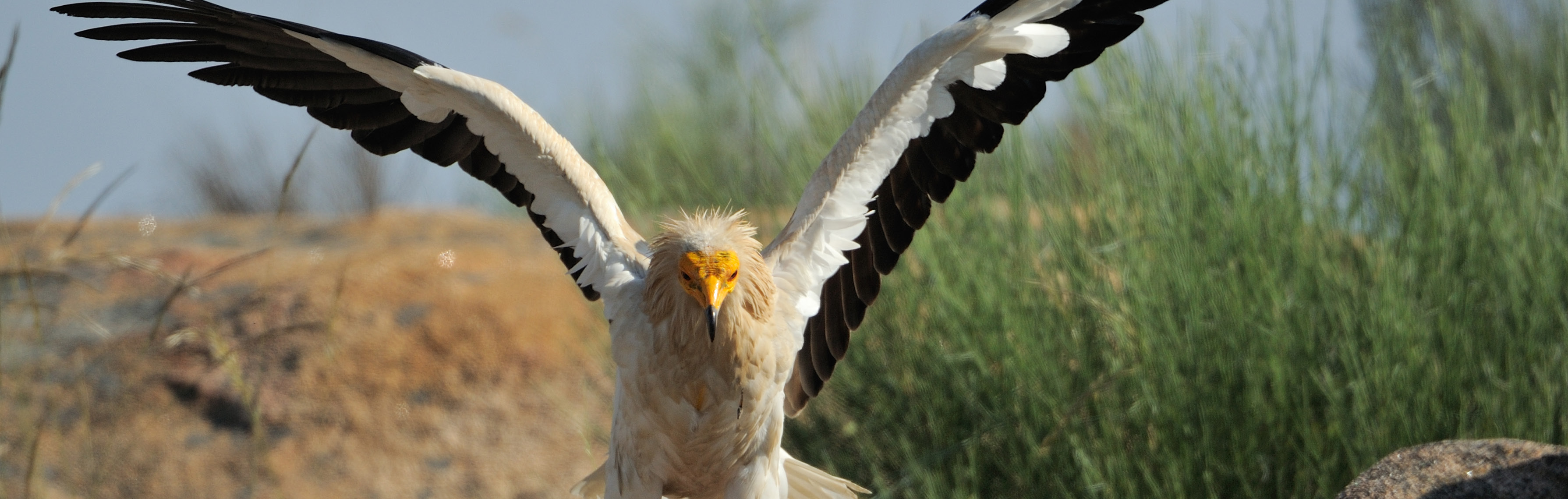 Rewilding in Portugal
