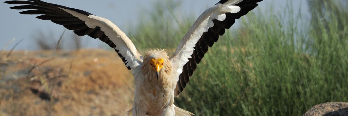 Rewilding in Portugal