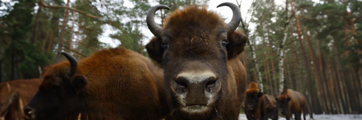 Rewilding in Poland