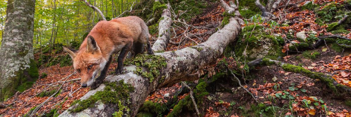 Rewilding in Italy