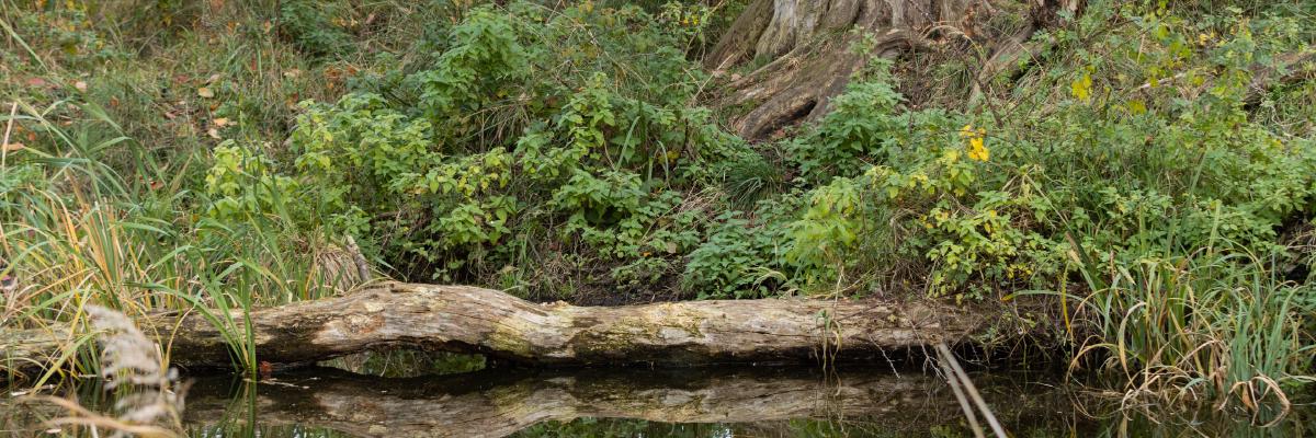 Rewilding in Poland