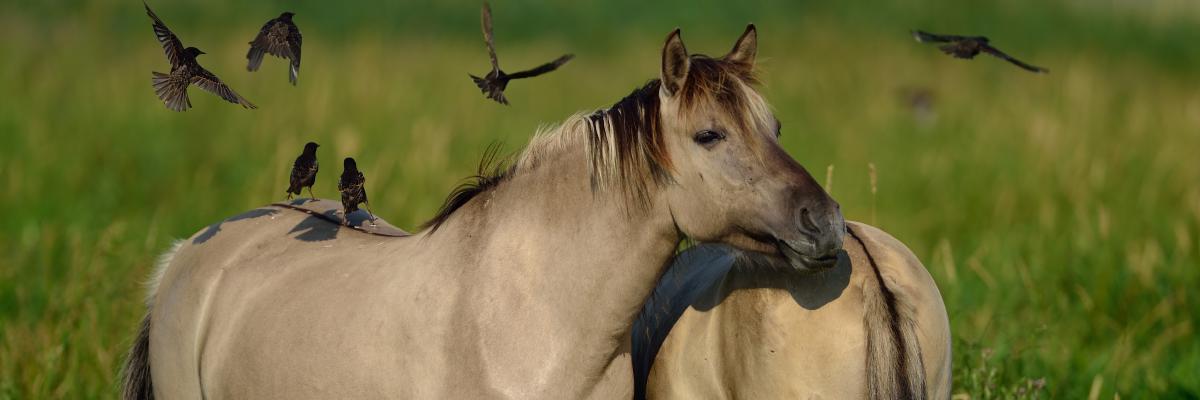 Rewilding in Poland
