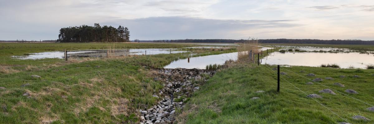 Rewilding in Poland