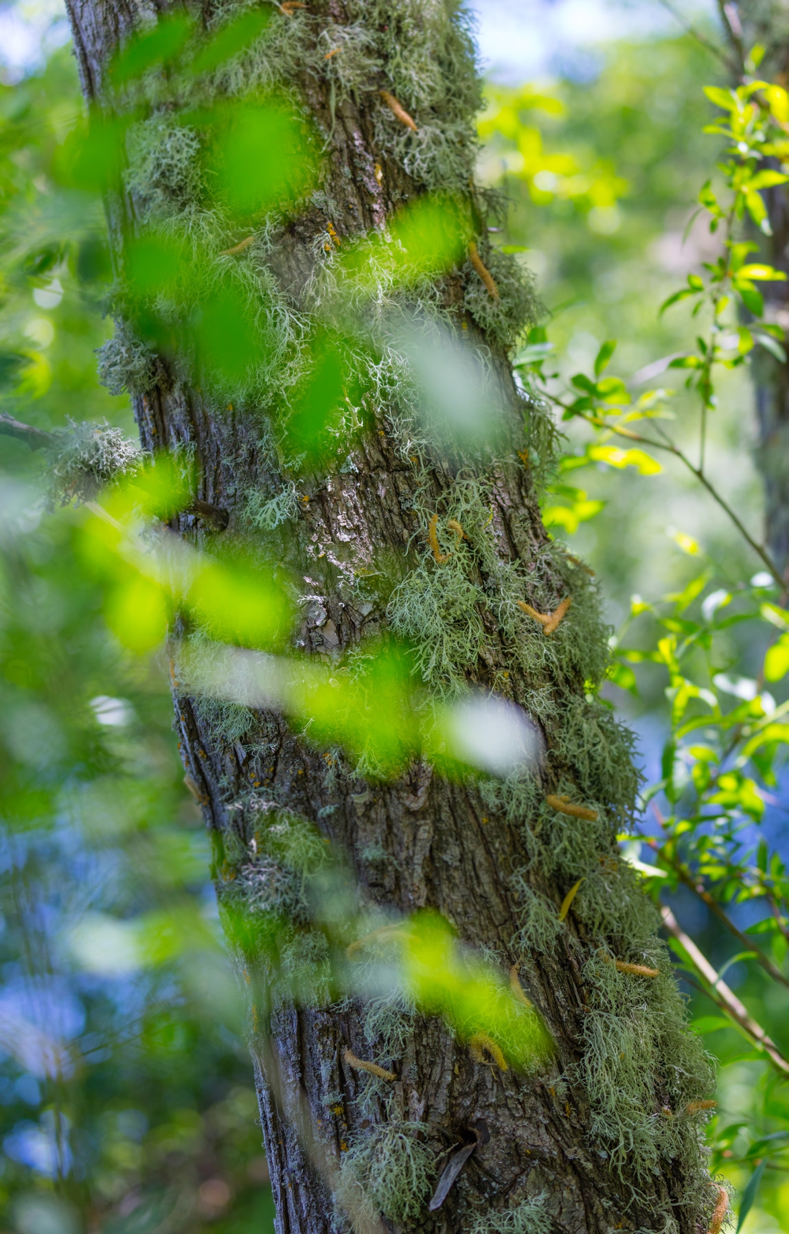 Carvalho negral (quercus pyrenaica), Grande Vale do Côa..