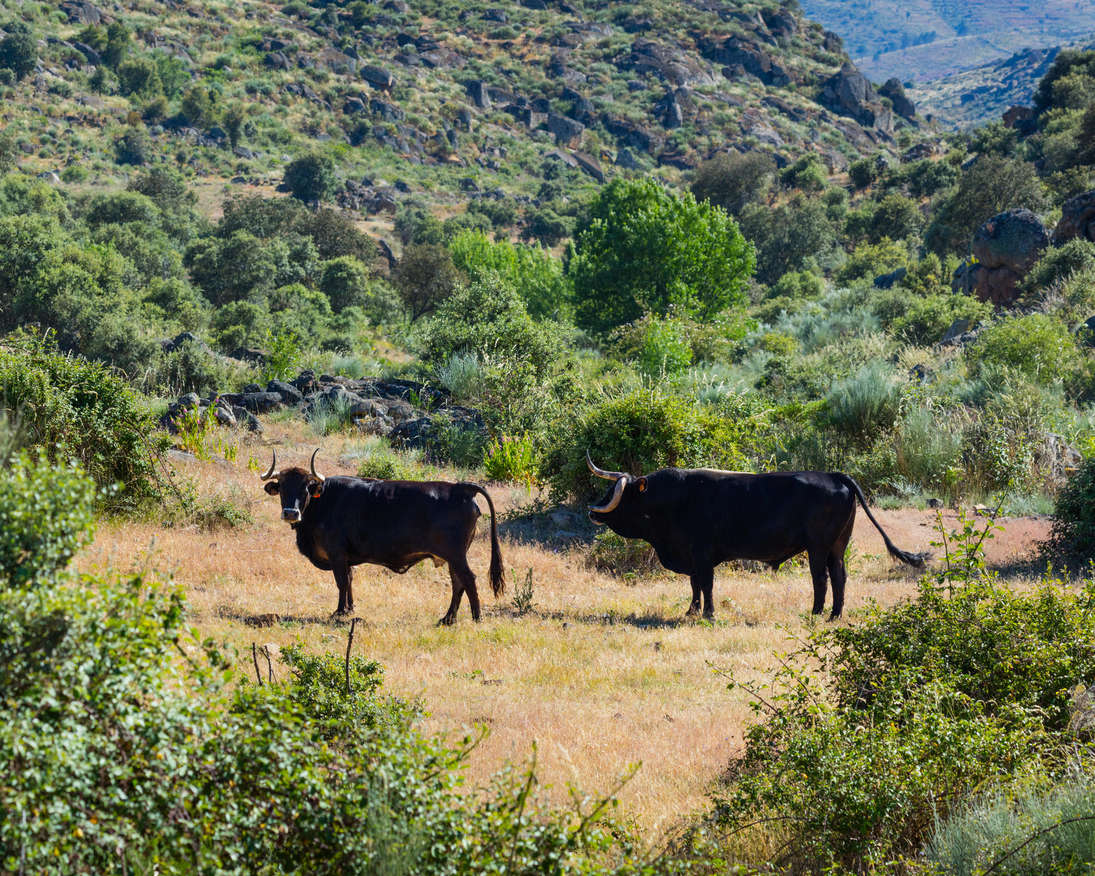 Vacas Maronesas a pastar, Grande Vale do Côa.