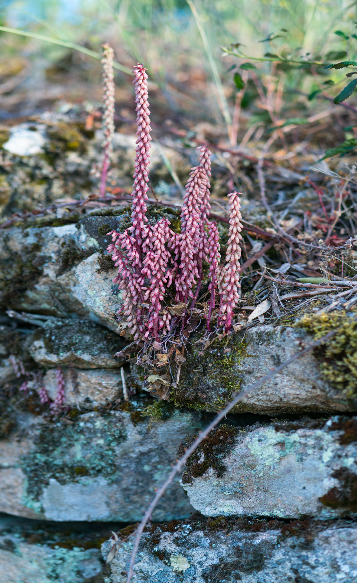 Endemic species in stone wall, Greater Côa Valley.
