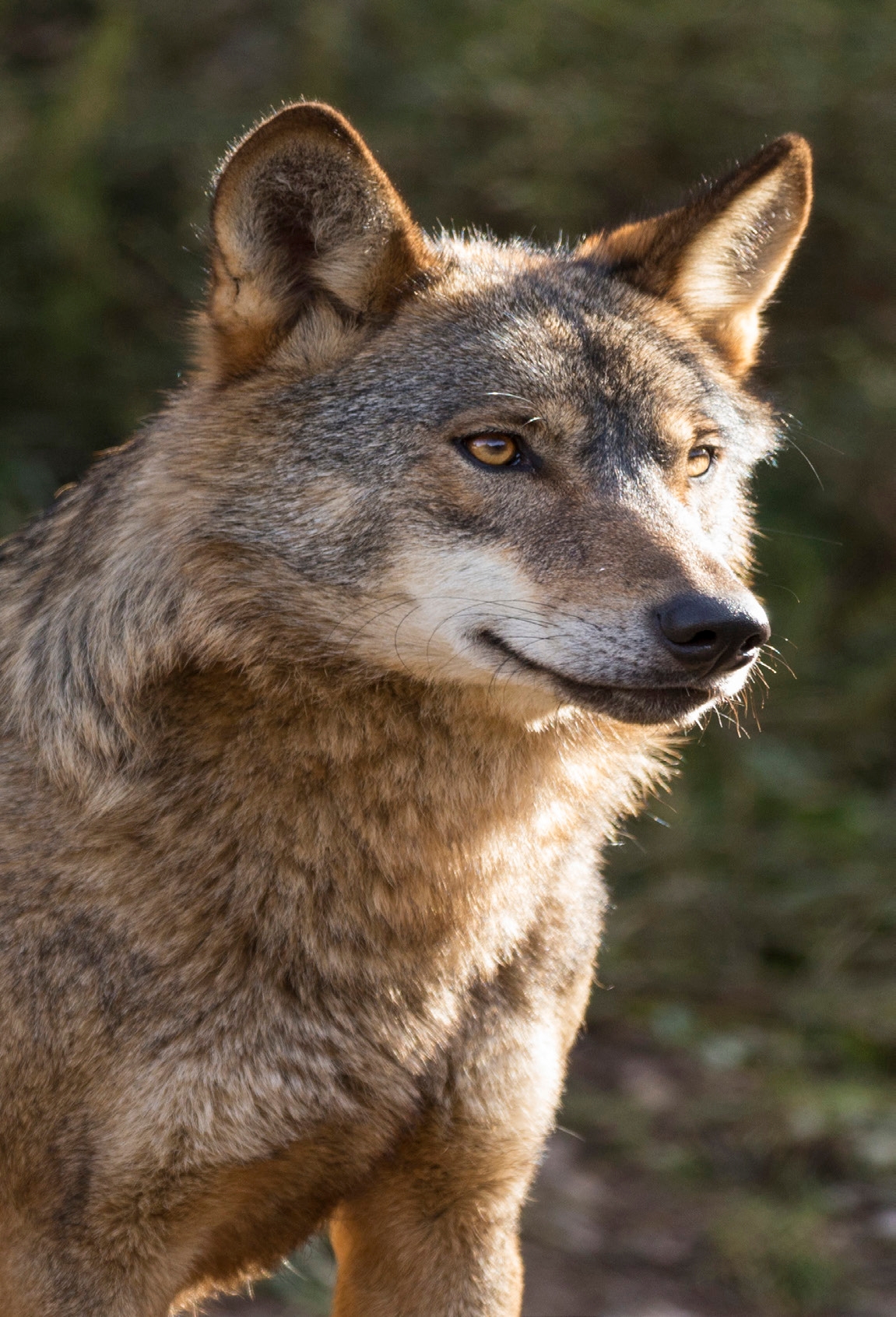 Iberian wolf, Greater Côa Valley.