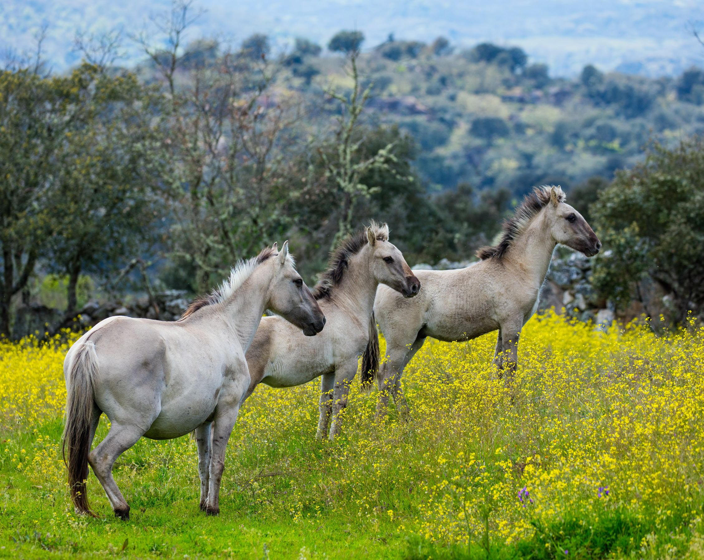 Sorraia horses, Greater Côa Valley.