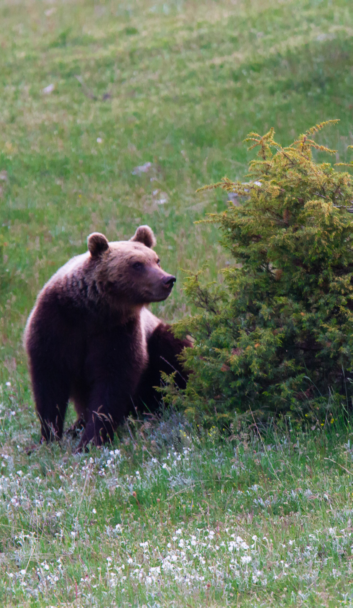 Adult Marsican brown bear, Central Apennines.