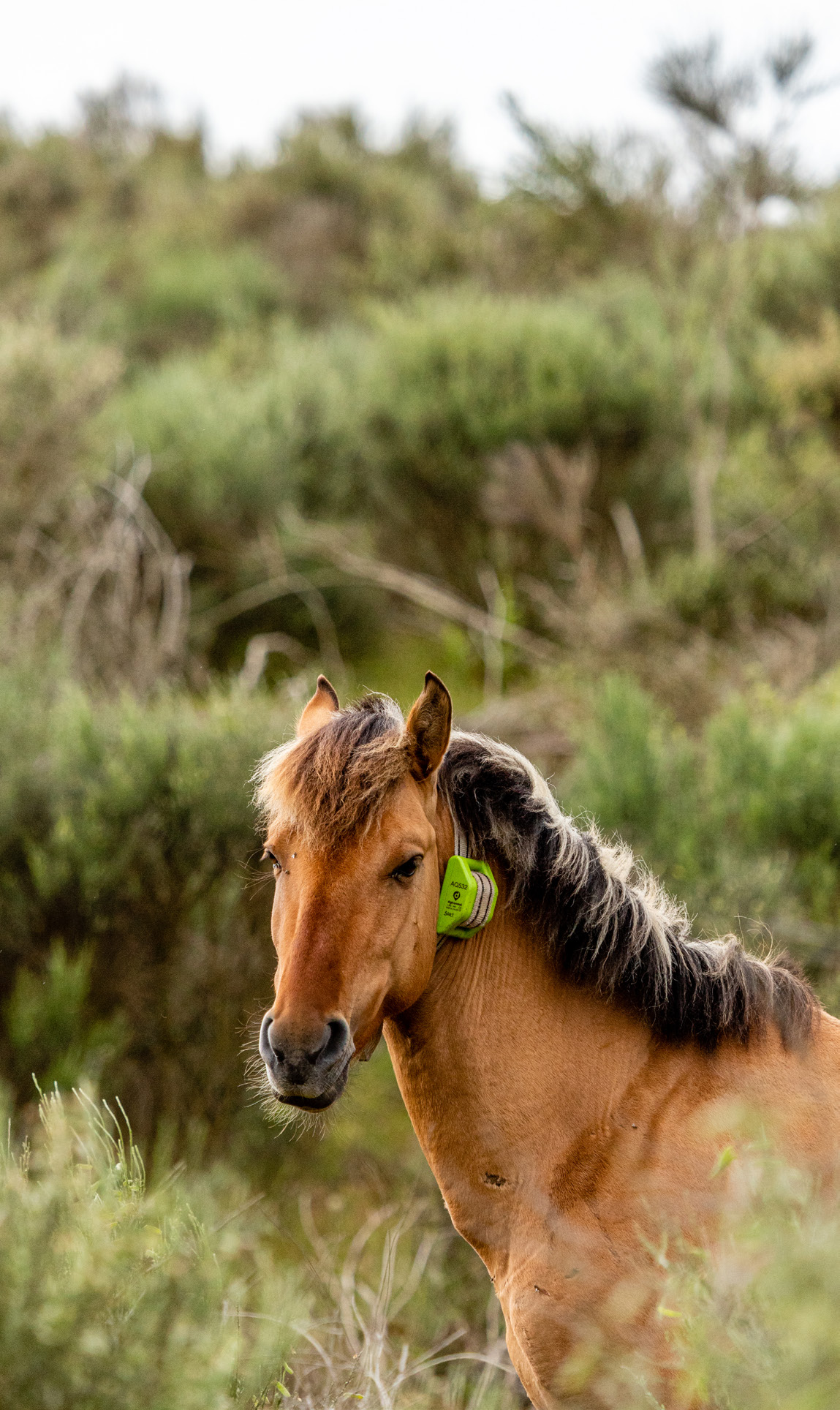 Sorraia horses in Vale Carapito, Greater Côa Valley
