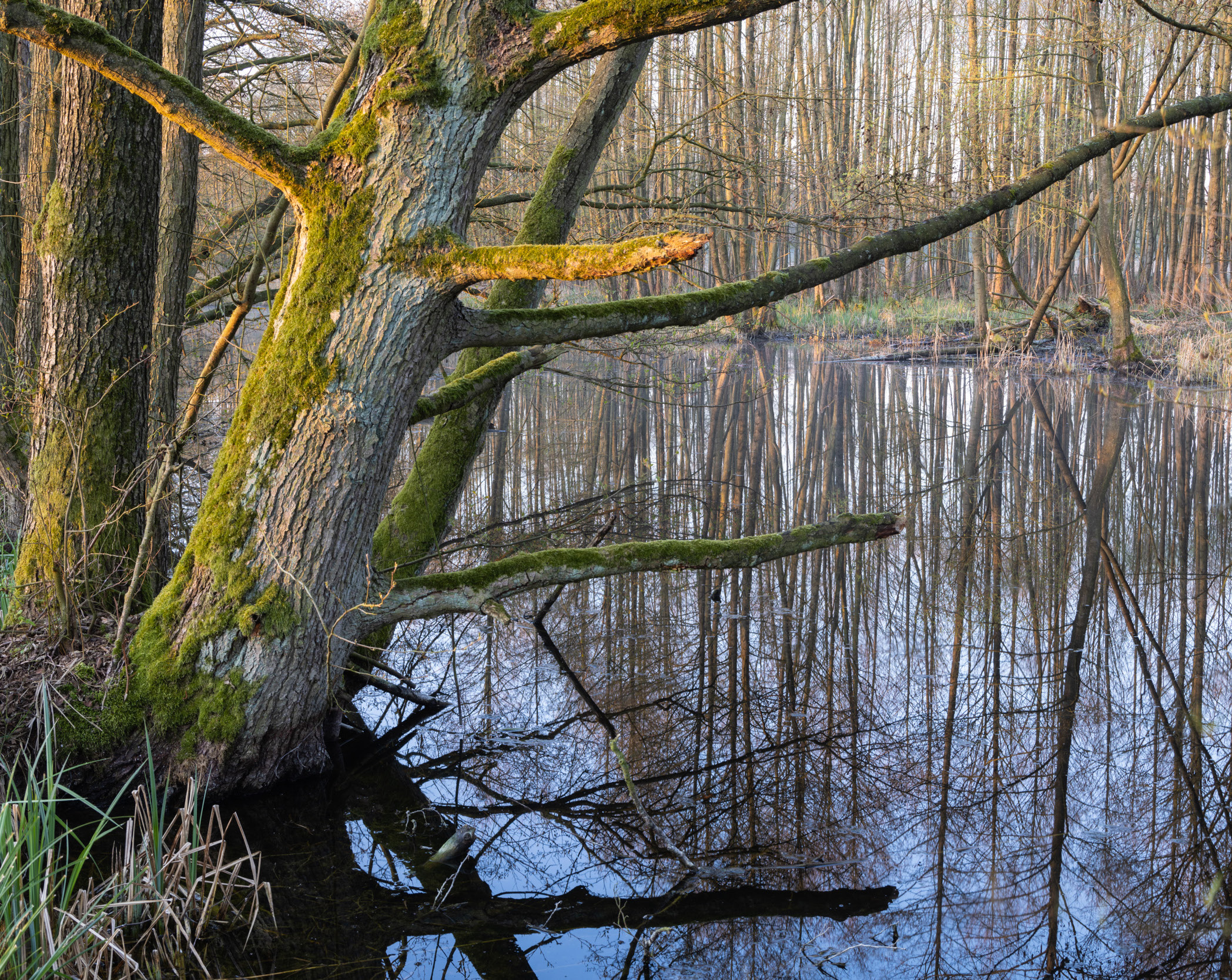 Drzewa olszy czarnej (Alnus glutinosa) na brzegach dawnego miejsca eksploatacji torfu w pobliżu miejscowości Święta na Pomorzu Zachodnim.