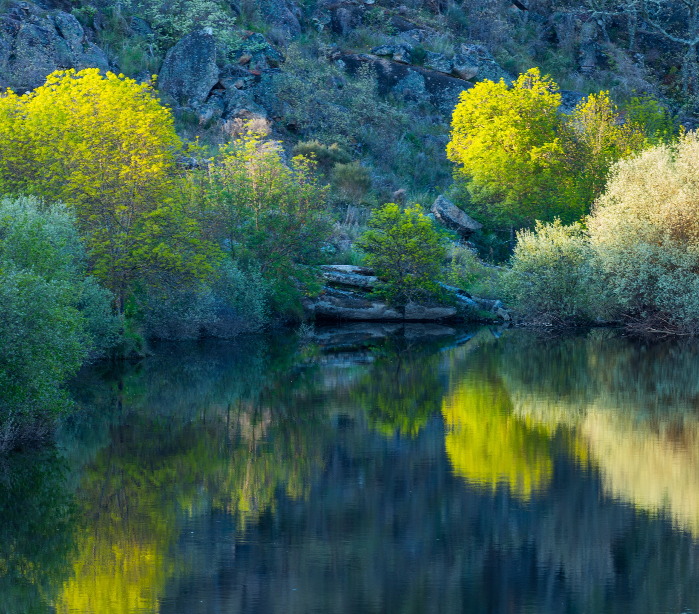 Vegetação ribeirinha, Grande Vale do Côa.