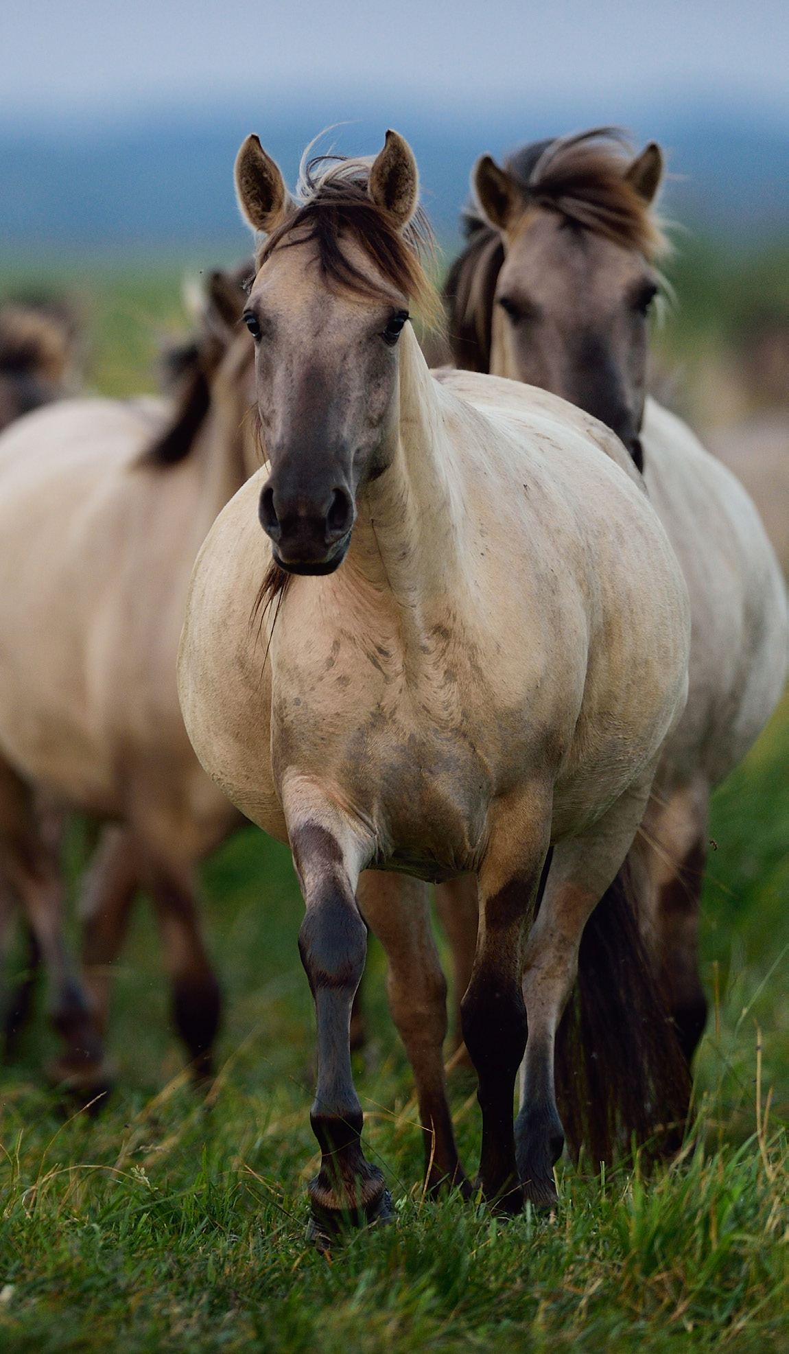 Wild Konik horses, Odry delta reserve, Stepnica.