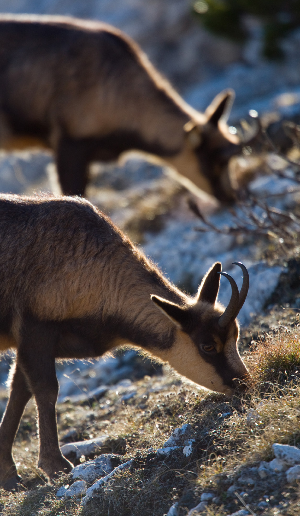 Apennine/Abruzzo chamois grazing, Abruzzo NP.