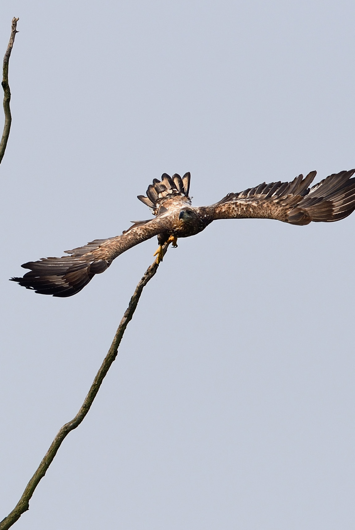 Orzeł bielik (Haliaeetus albicilla), Zalew Szczeciński. 