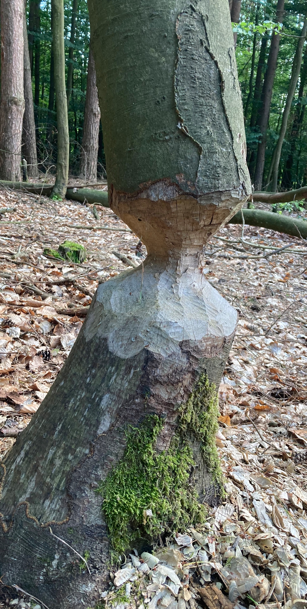 Beaver markings, Rewilding Oder Delta.