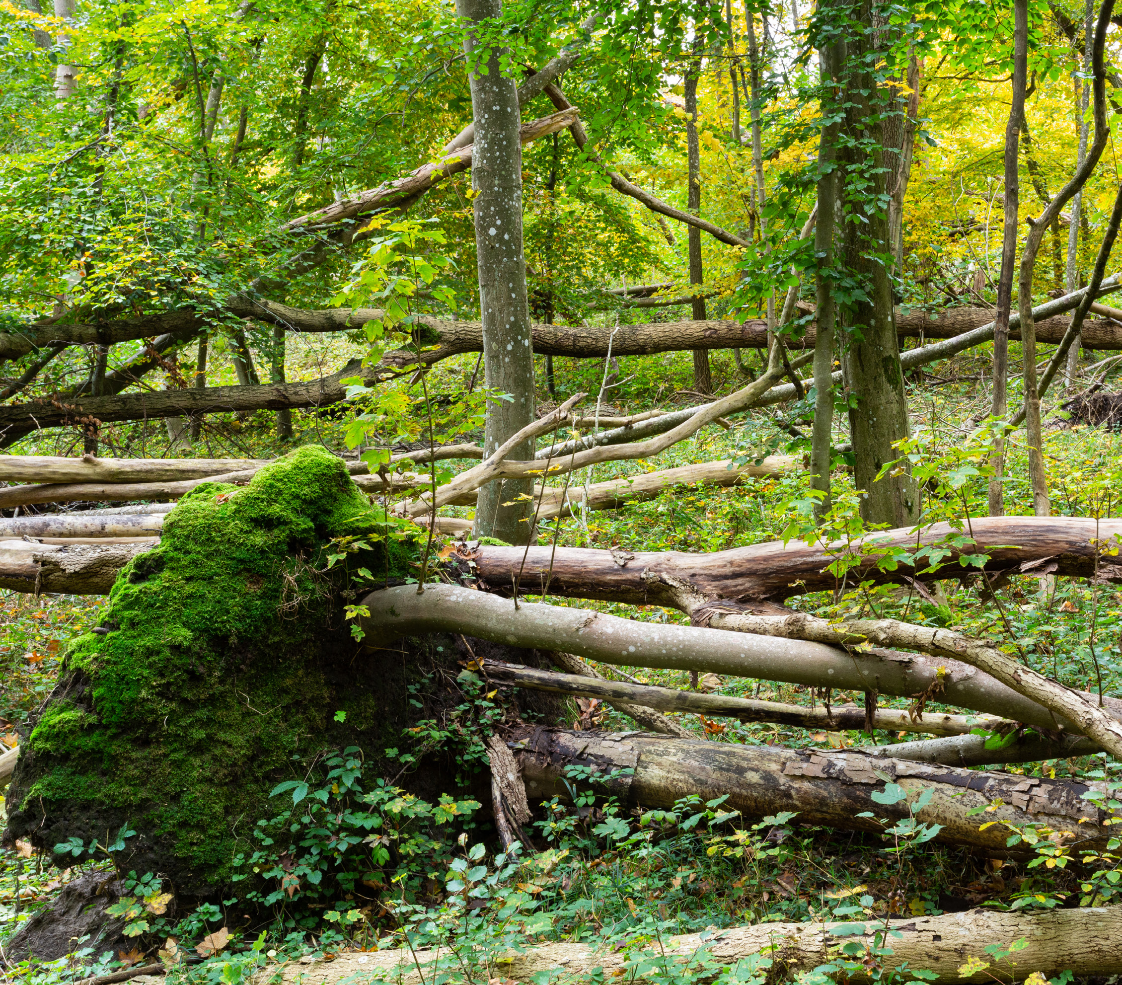 Rezerwat przyrody NSG Karlsburger und Oldenburger Holz, Rewilding Delta Odry.