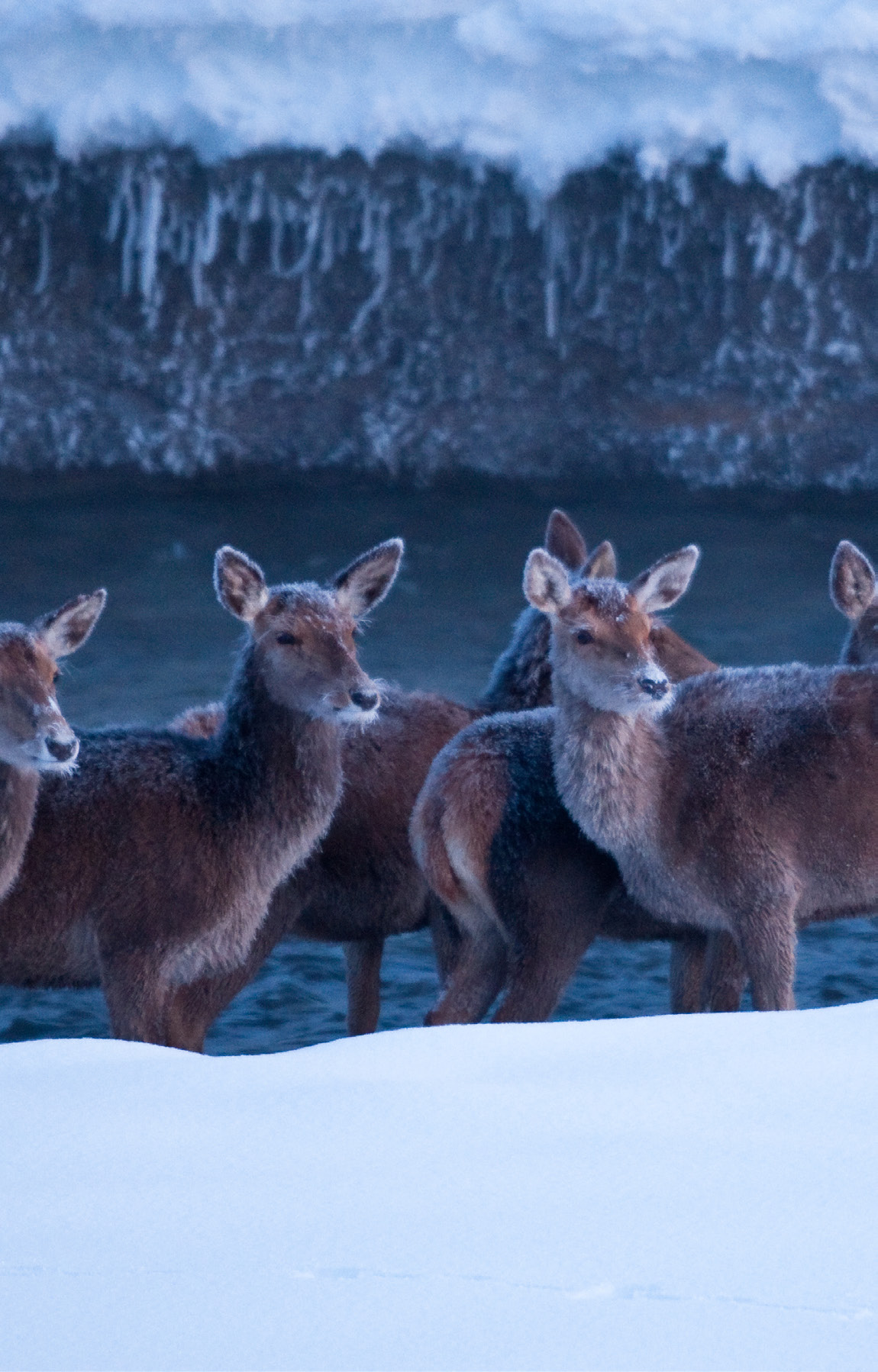 Herd of female Red deer on a frost morning, Central Apennines.