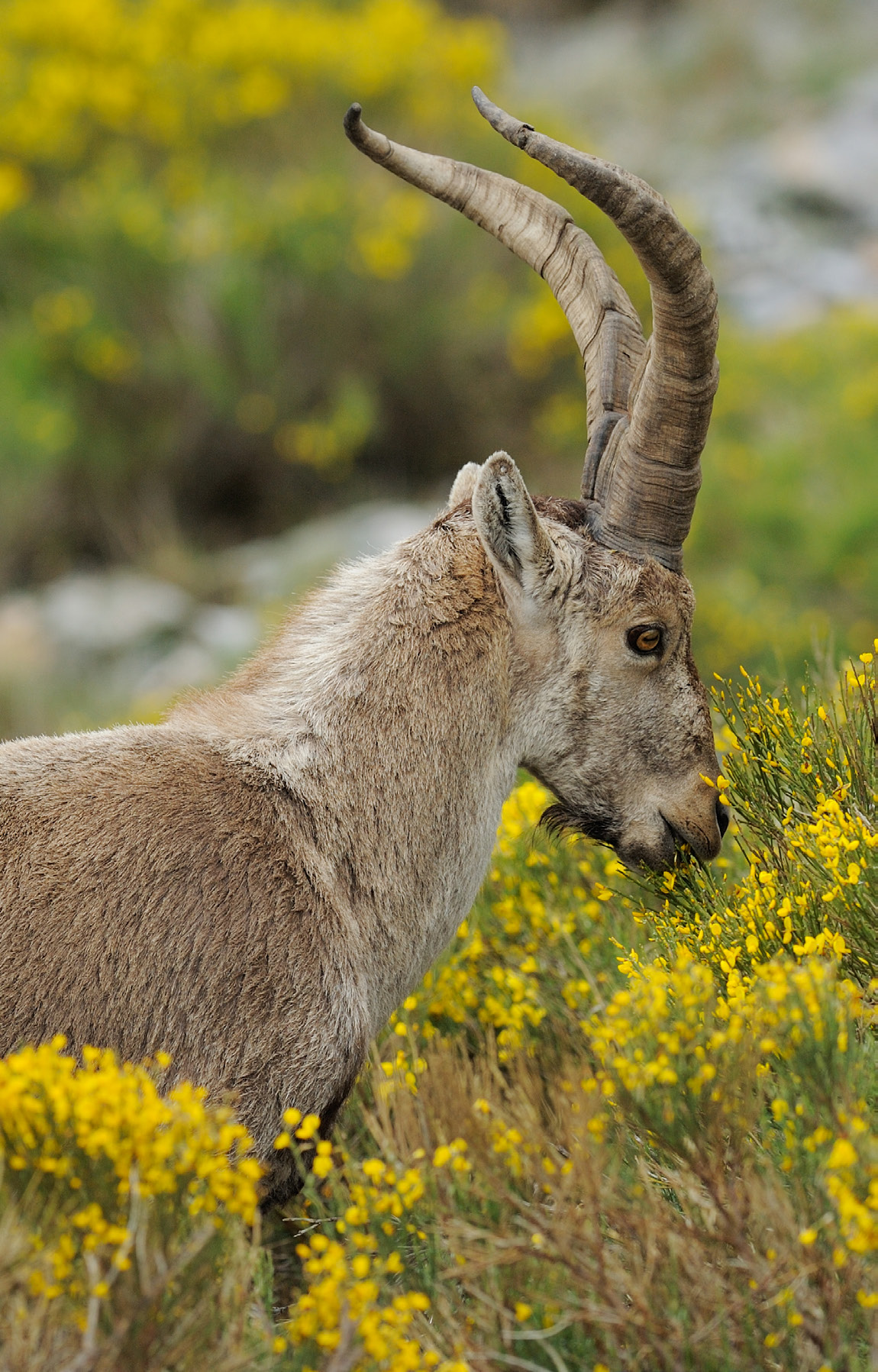 Iberian ibex (Capra pyrenaica), Greater Côa Valley. 