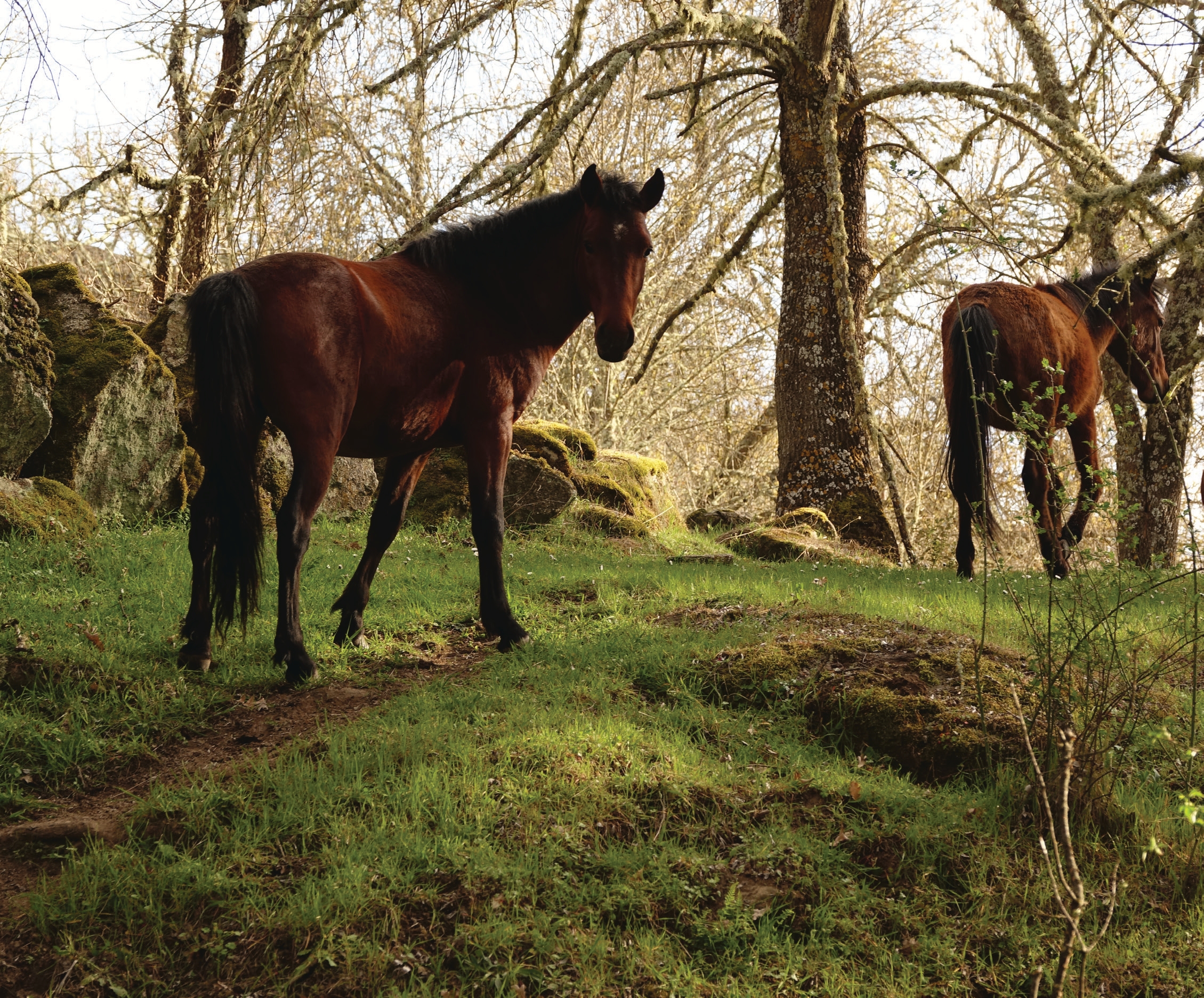Cavalos Garranos, Área Protegida Privada da Faia Brava