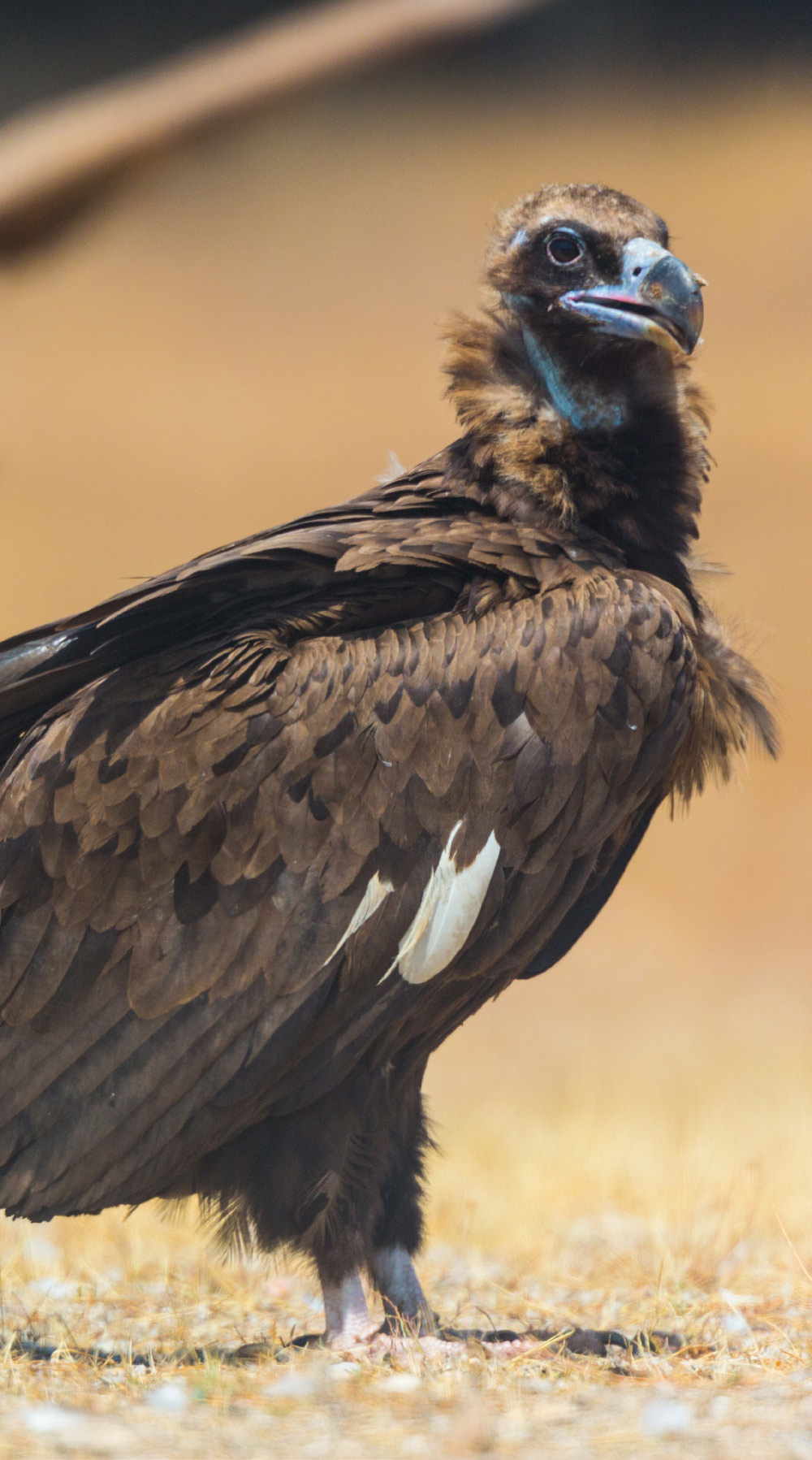 Cinereous vulture (Aegypius monachus), Greater Côa
