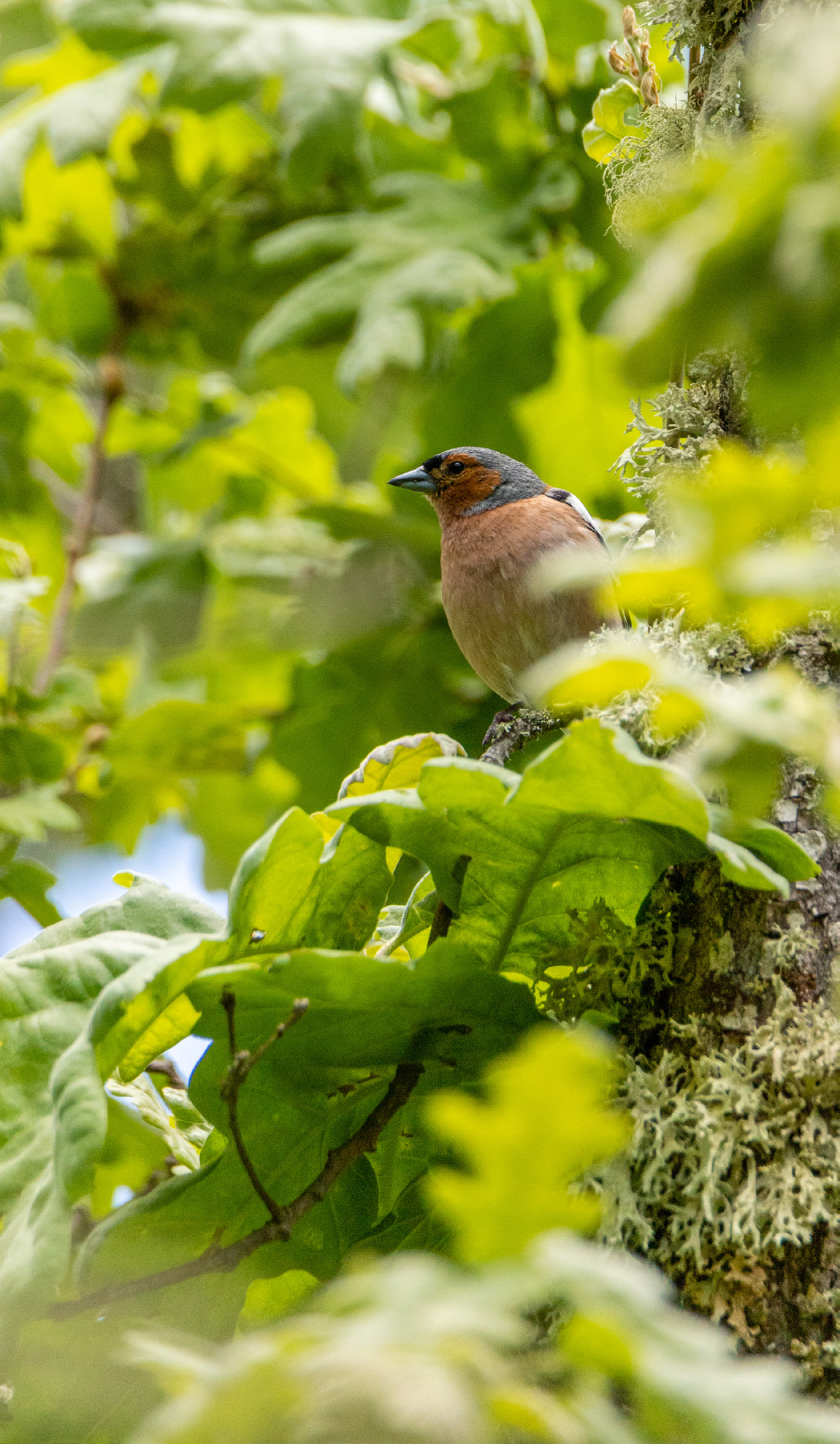 Common chaffinch, Greater Côa Valley.
