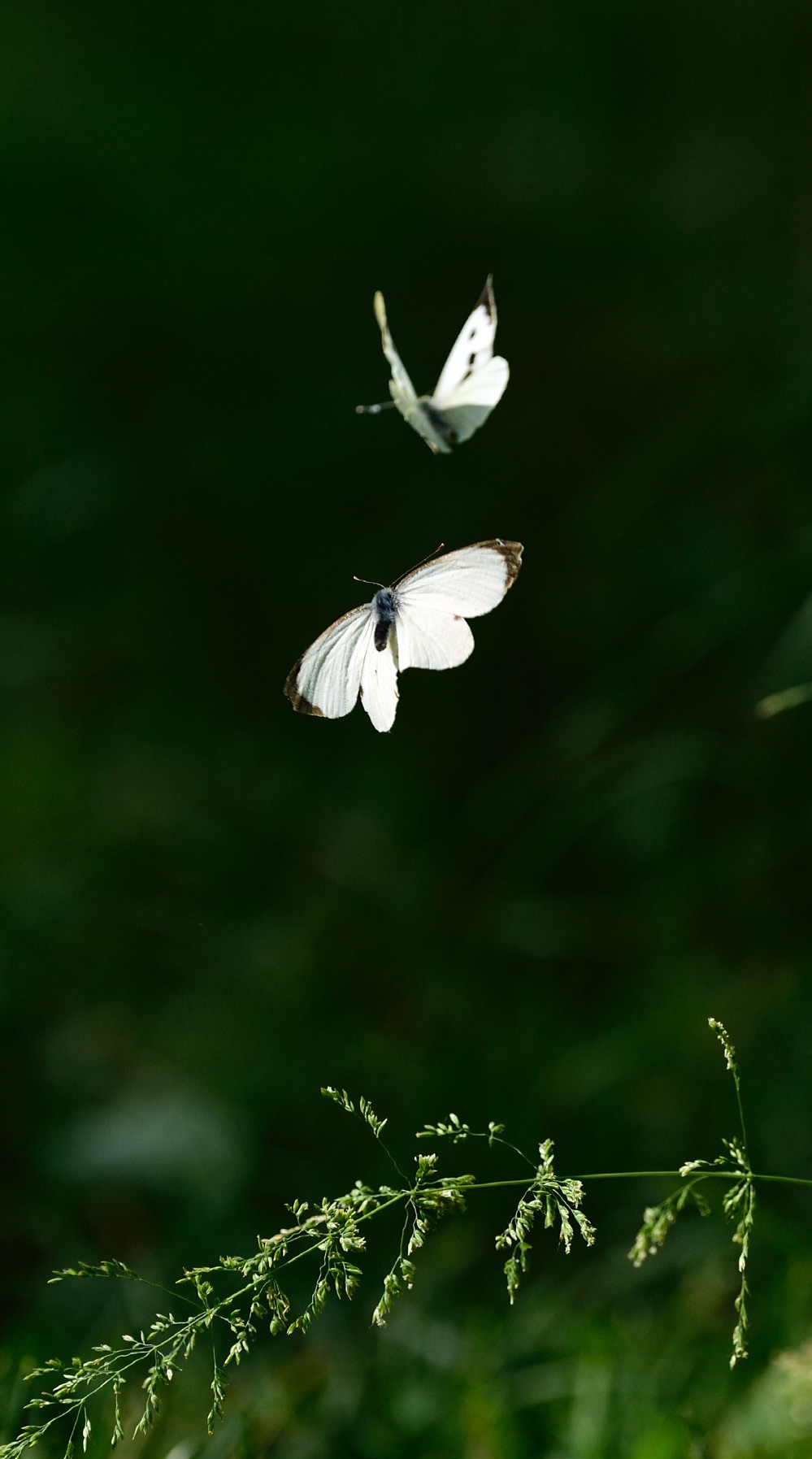 Czarnożyłka biała (Aporia crataegi), Altwarper Dune - Altwarper Binnendünen.
