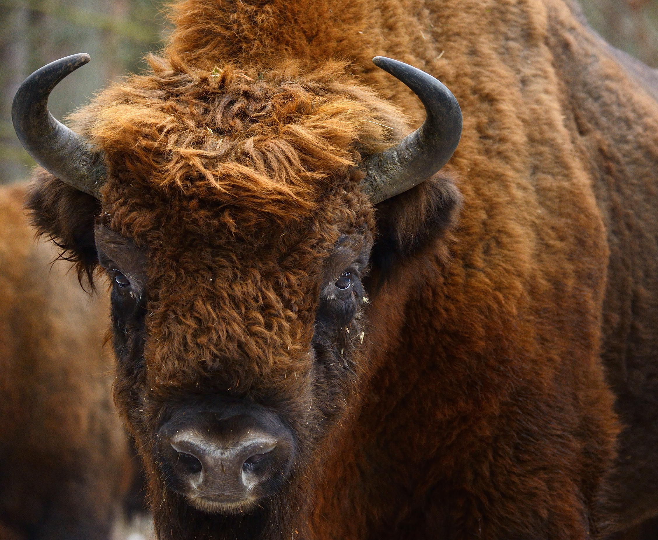European bison (Bison bonasus), Drawsko Military area, Western Pomerania.