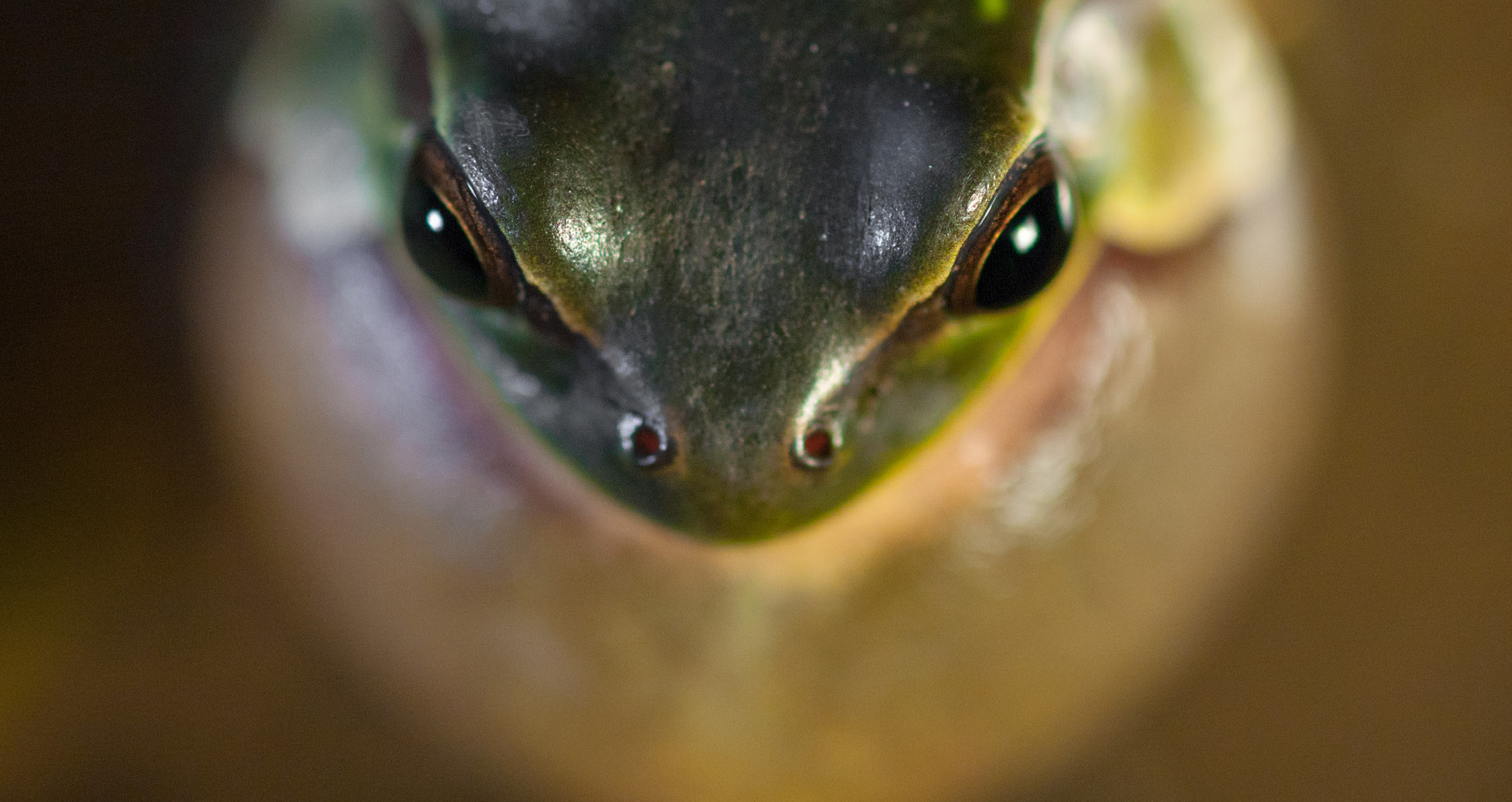 Italian treefrog male calling during mating season, Central Apennines.