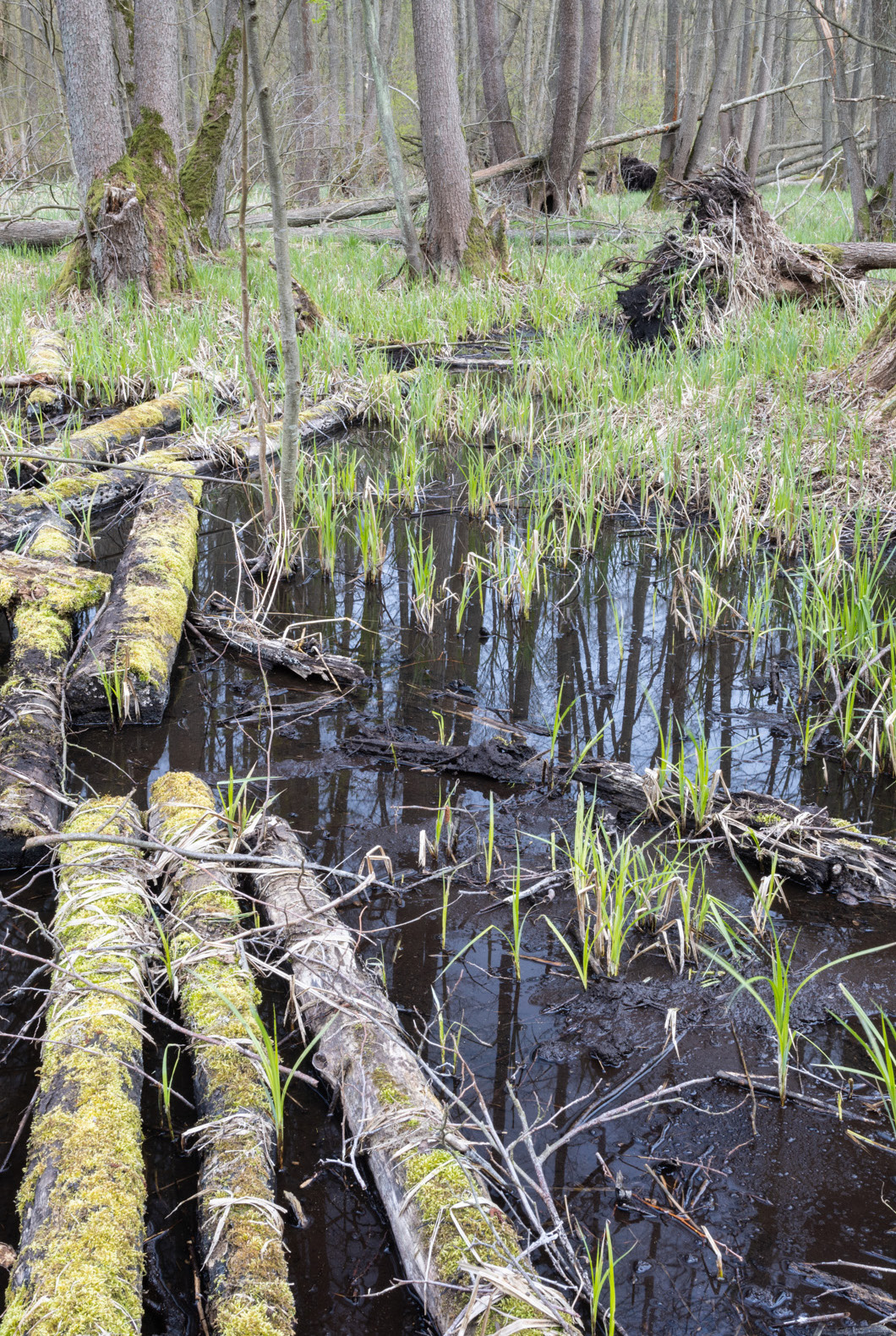 Mokradła w małym lesie torfowiskowym, Rewilding Oder Delta. 