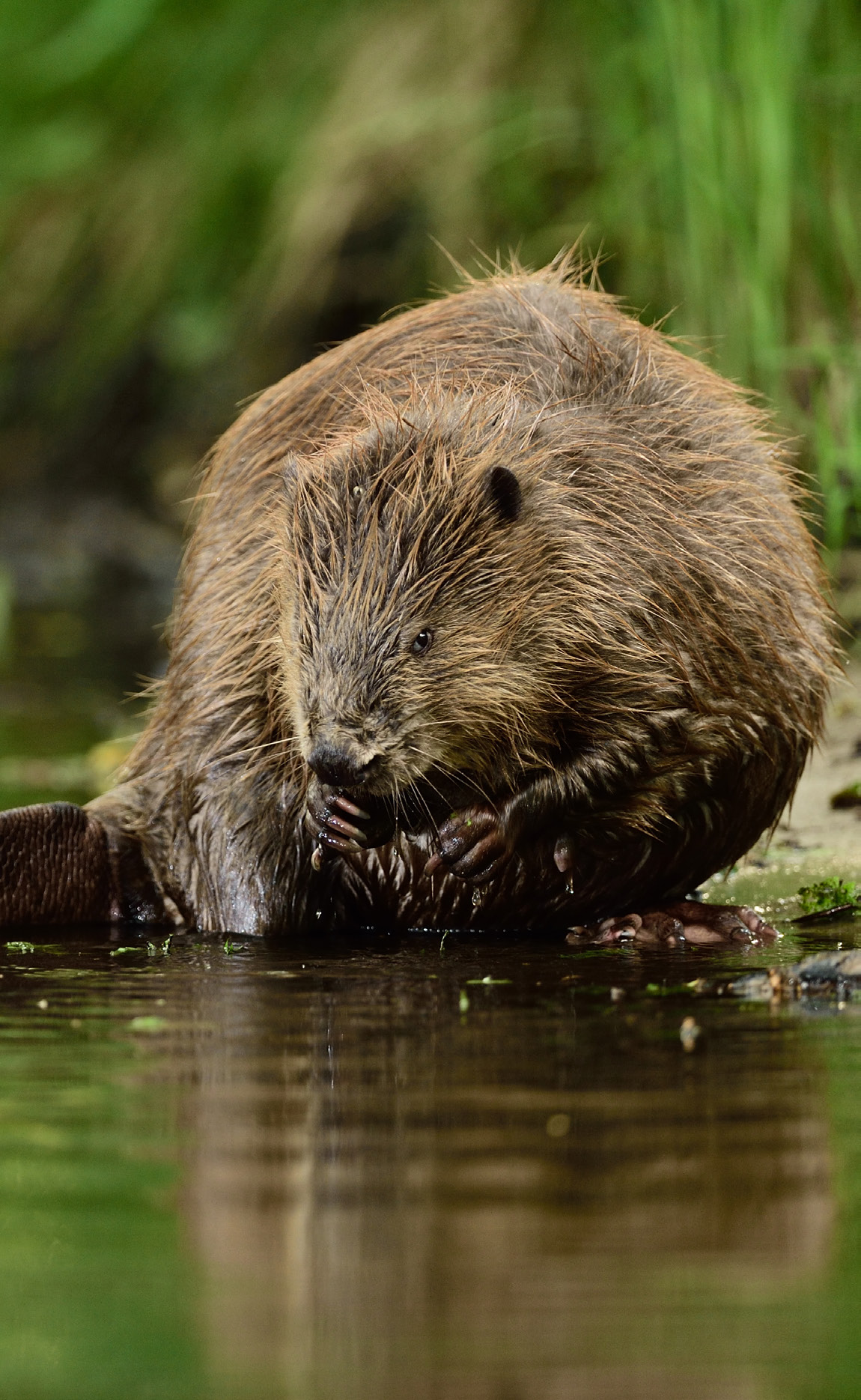 Beaver (Castor fiber), Peene valley