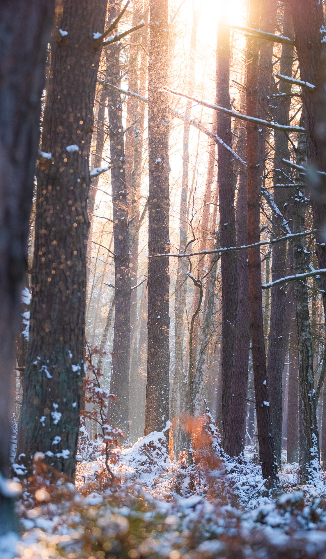 Ueckermünder Heide zimą, Rewilding Delta Odry