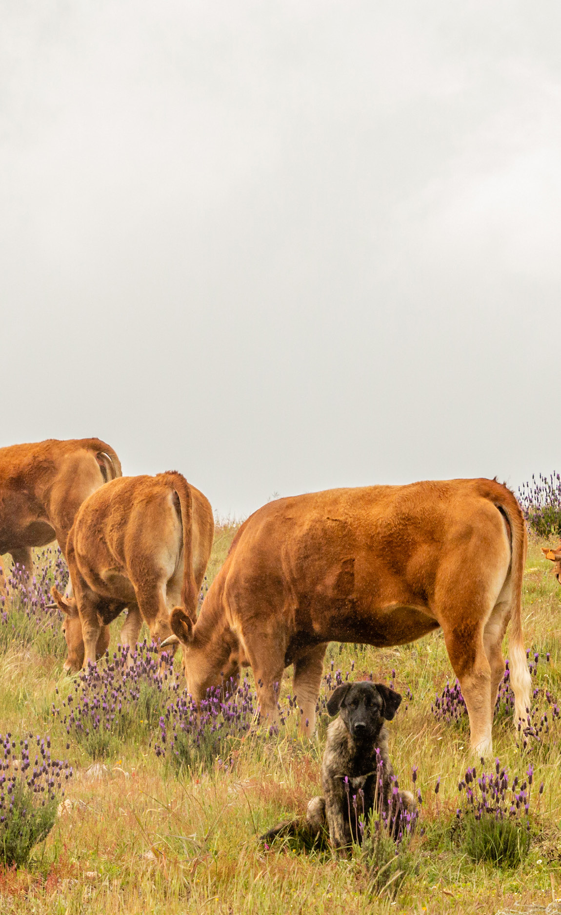 Guarding dogs at work, Greater Côa Valley.