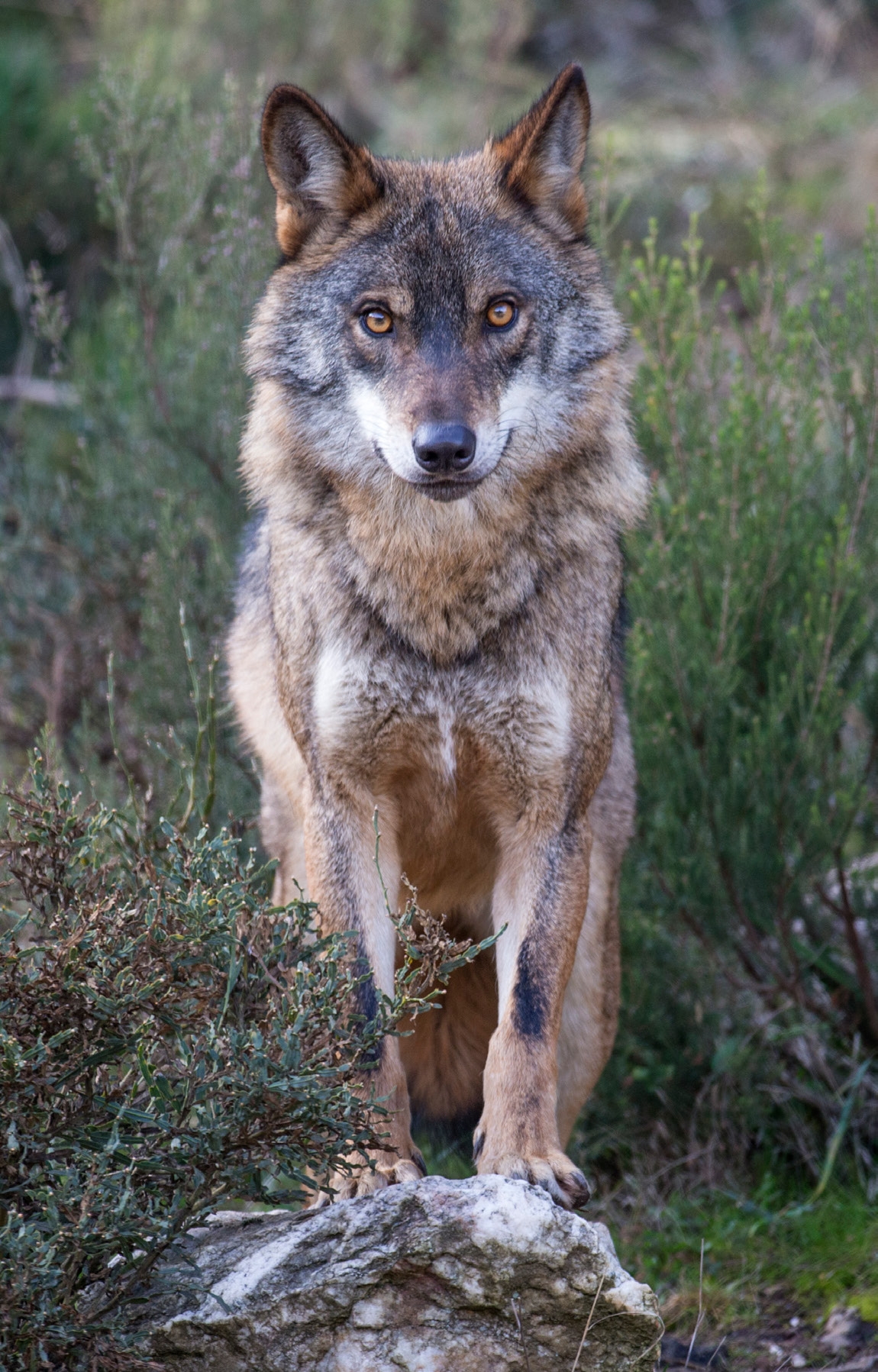 Lobo ibérico, Grande Vale do Côa.