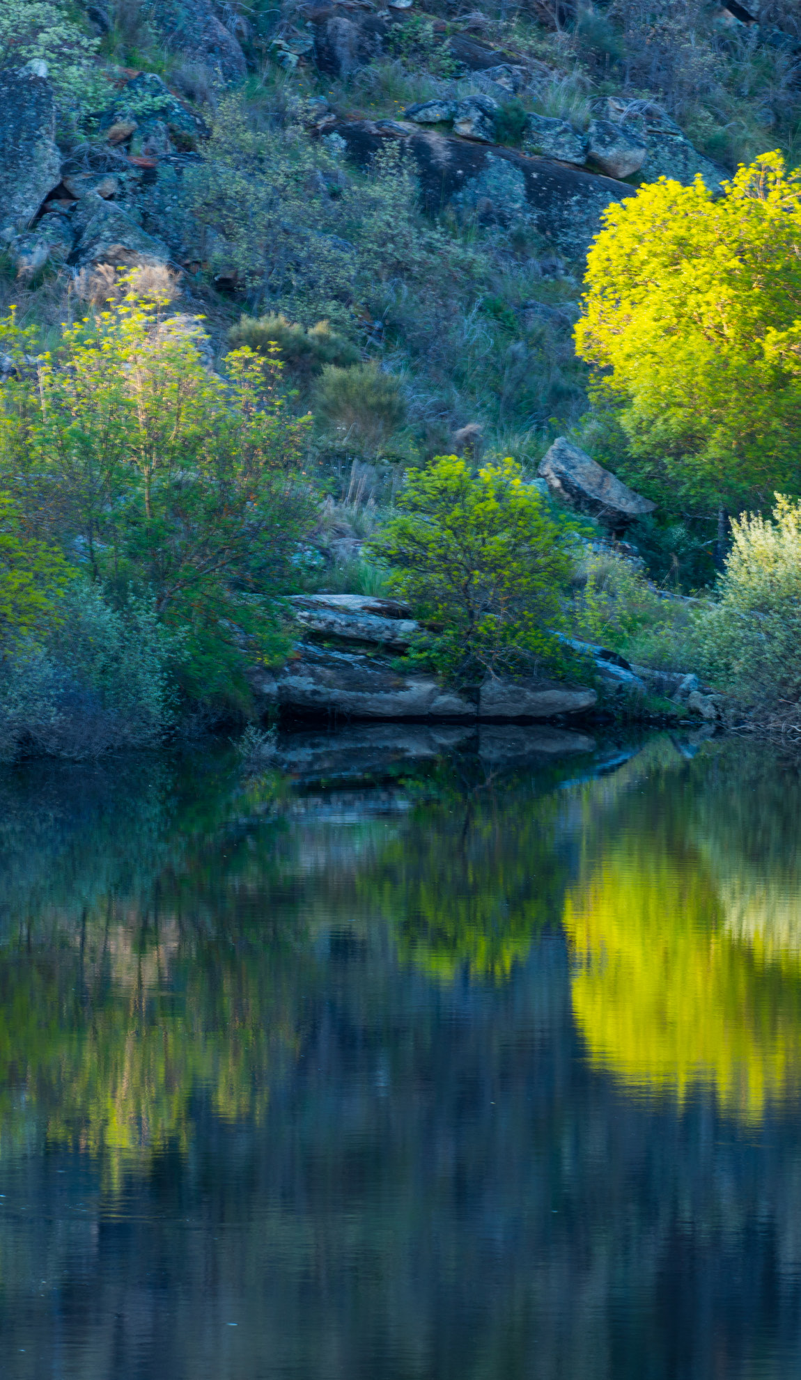 Riparian vegetation, Greater Côa Valley. 