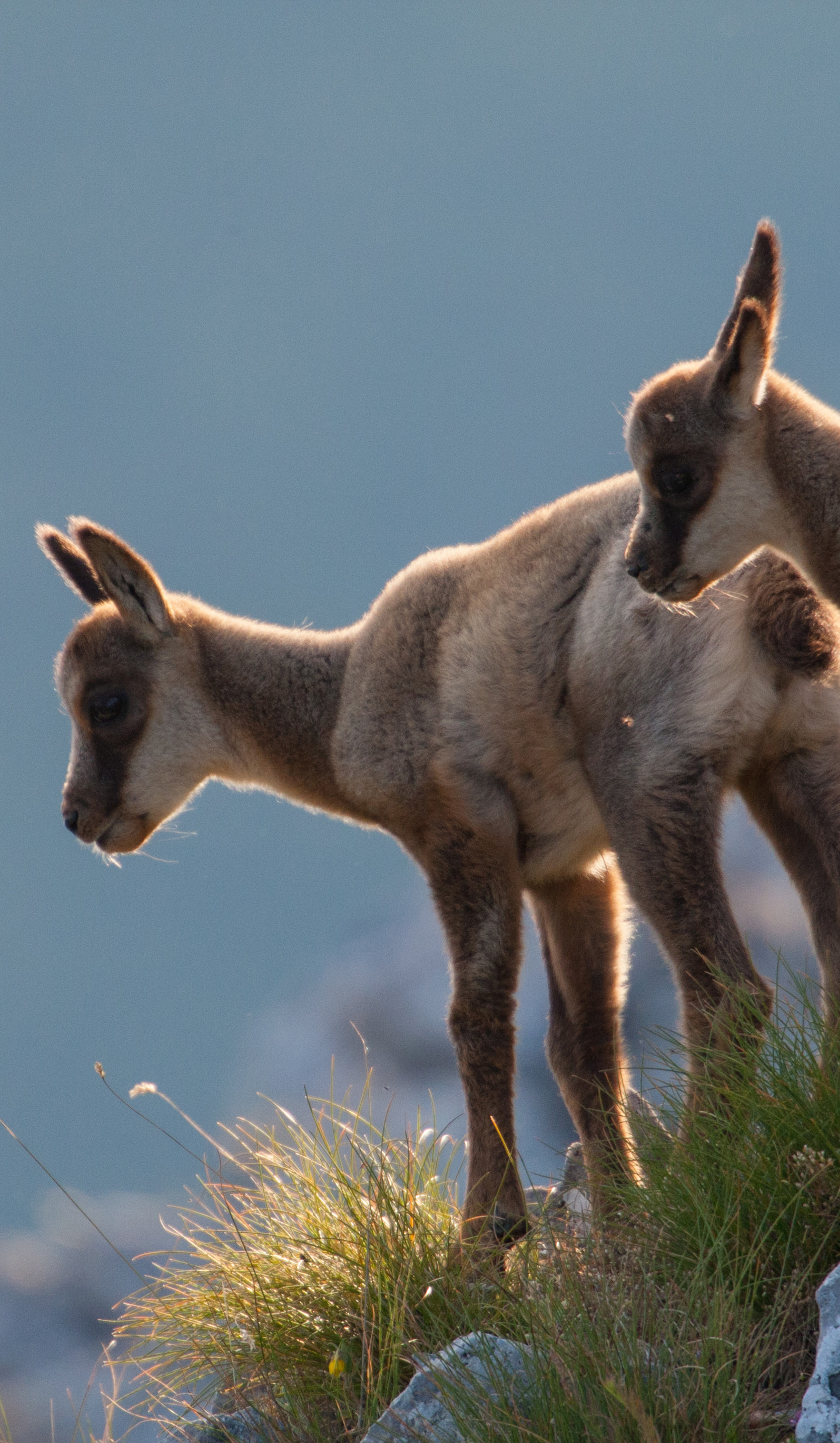 Capretti di camoscio appenninico/abruzzese, NP Abruzzo.