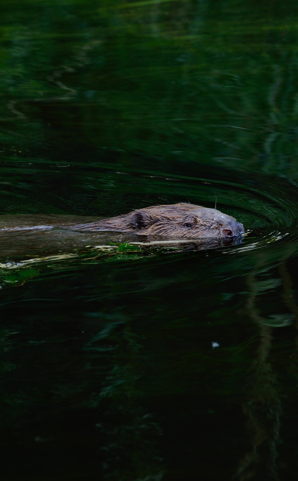 Beaver (Castor fiber), Peene valley.
