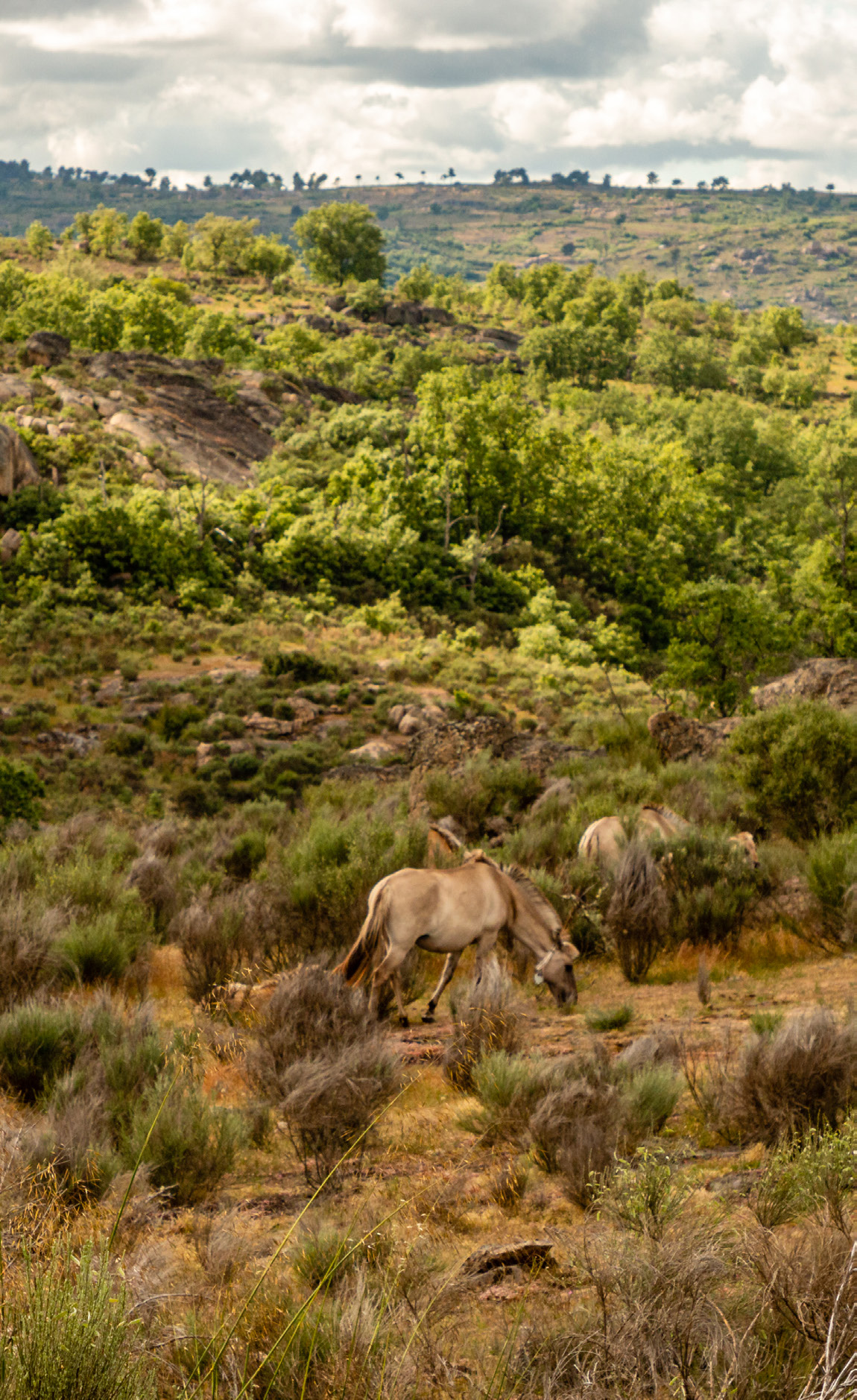 Sorraia horses in Vale Carapito, Greater Côa Valley.