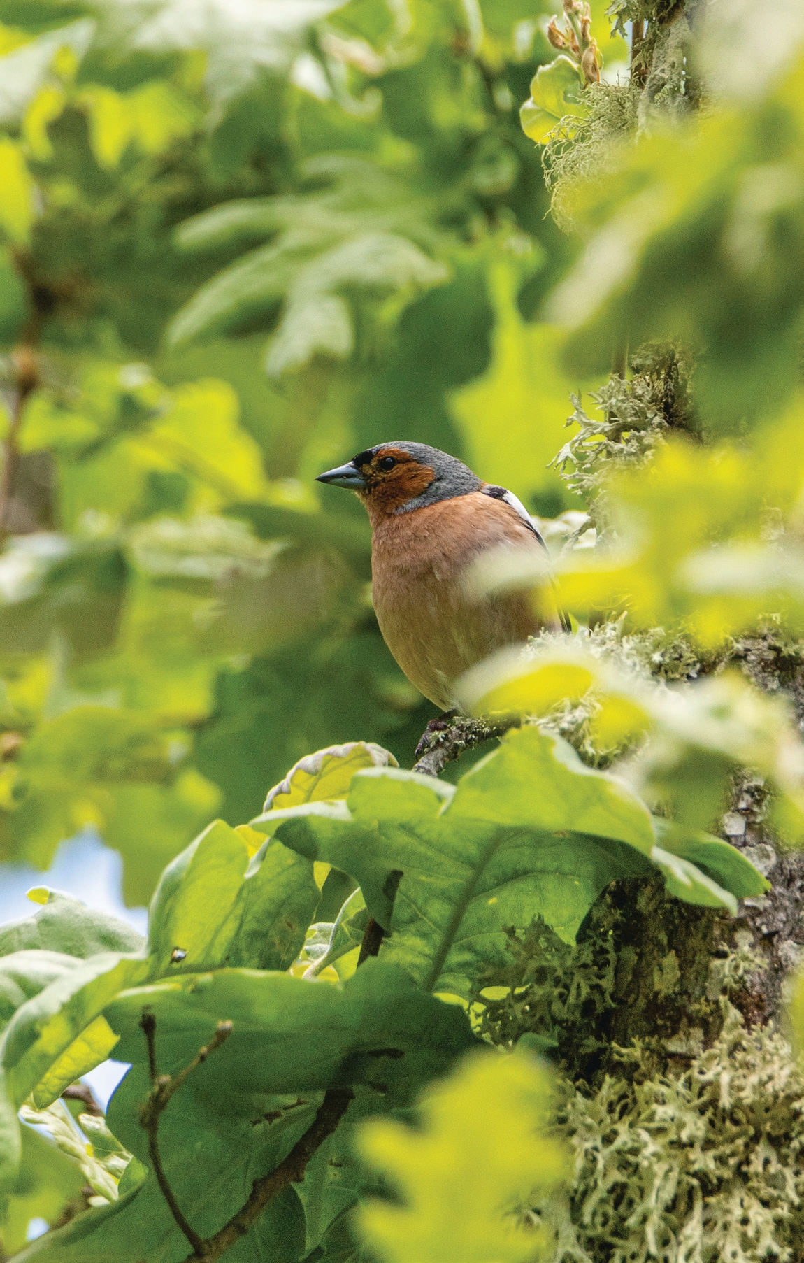Tentilhão comum (Fringilla coelebs), Grande Vale do Côa.